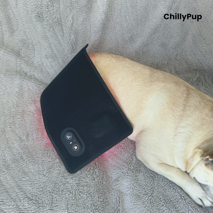 A light-coloured dog (Mila) lying on a grey blanket with a black pet redlight pad wrapped around her lower back. The redlight pad has a control panel and the brand name 'ChillyPup' is visible in the top right corner.