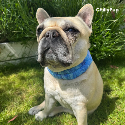Mila wearing a blue gel Bandana sitting on grass with 'ChillyPup' branding.