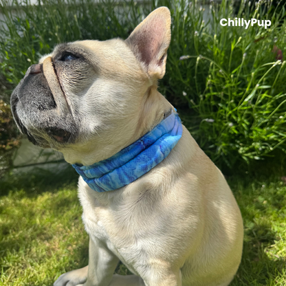 Mila wearing a blue gel Bandana sitting on grass with 'ChillyPup' branding.