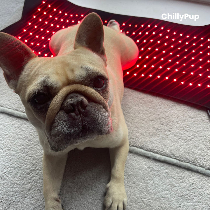 Mila relaxing on her red light therapy pad at home