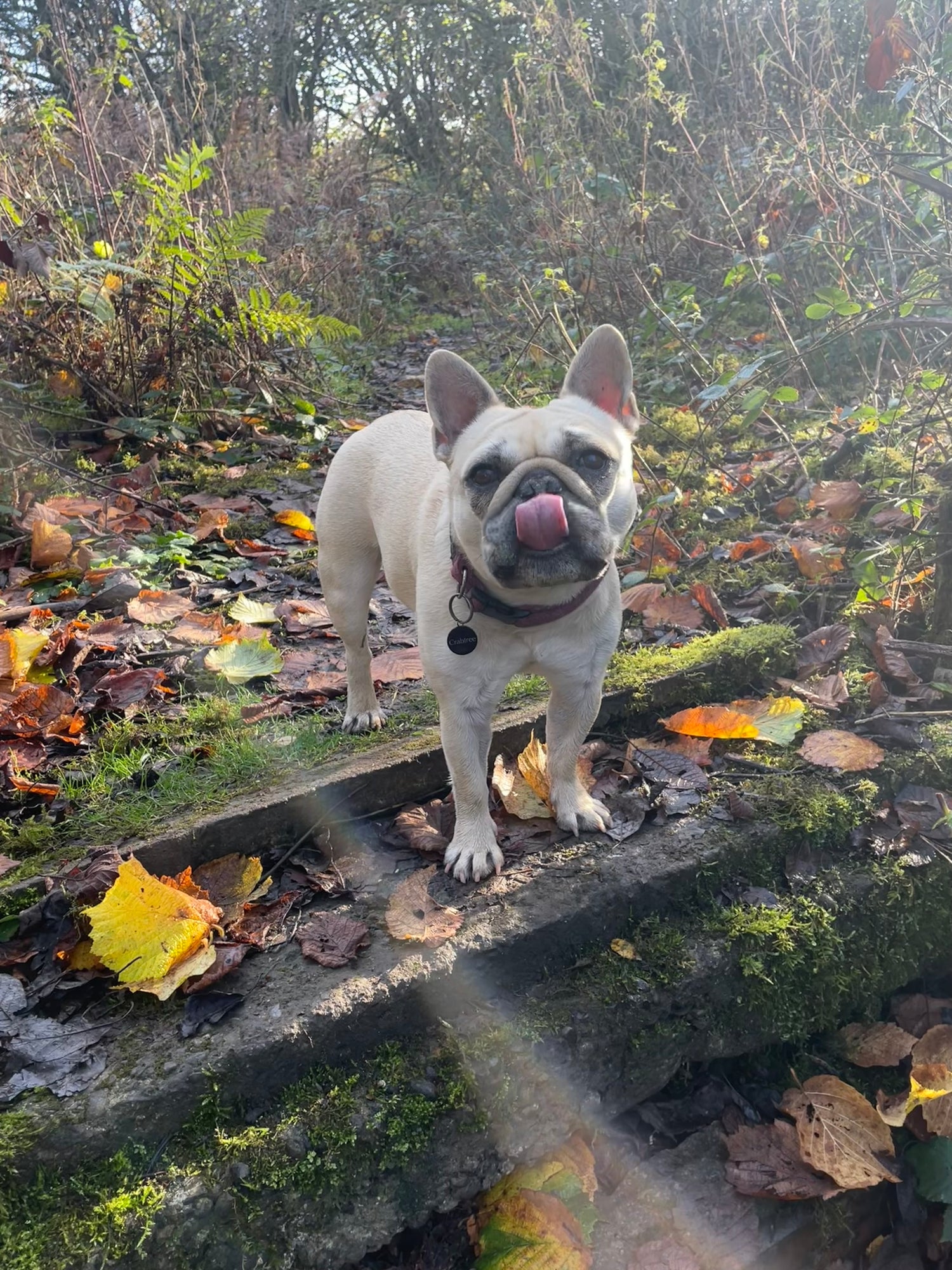 Mila in a forest on walk