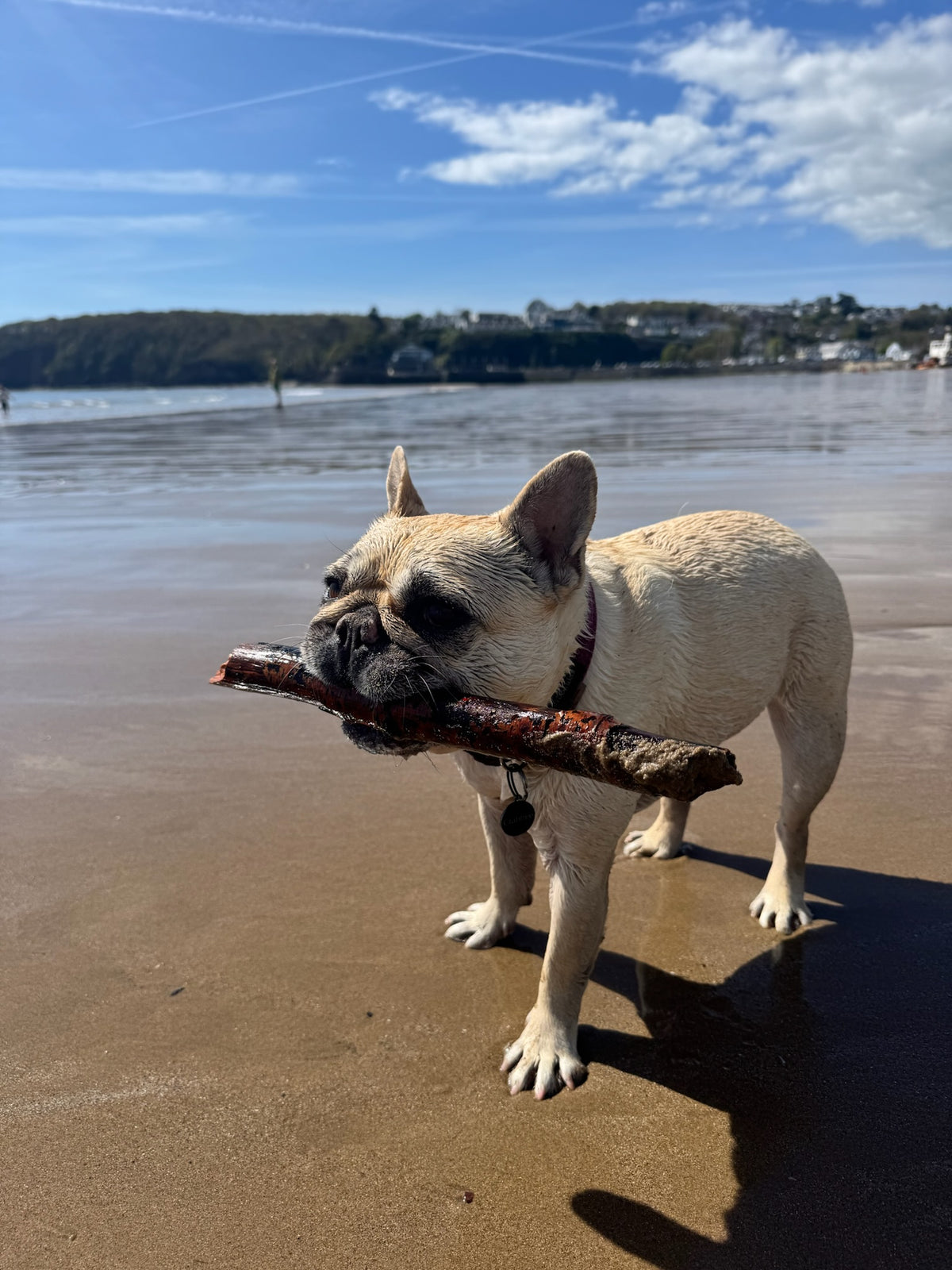 Mila, our French Bulldog, on the beach with a stick
