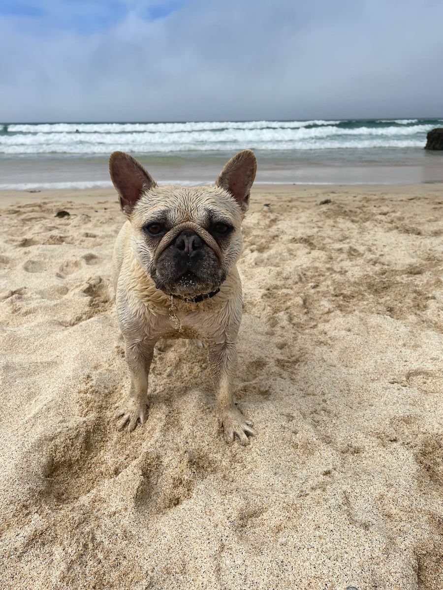 Mila, our French Bulldog