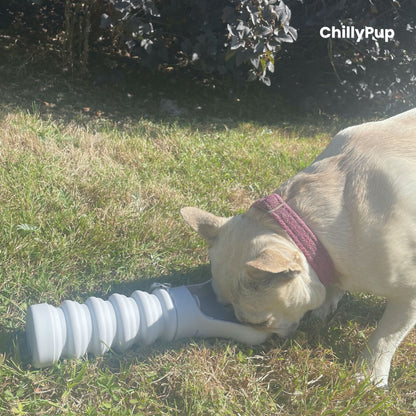 Dog drinking from foldable water bottle on the grass.