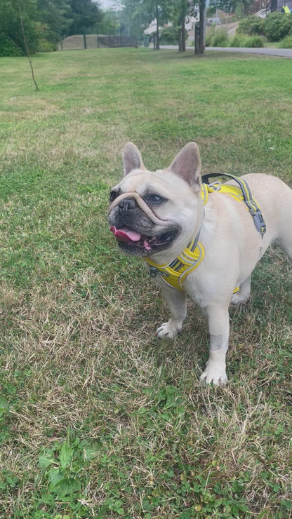 Reflective Adventure Harness